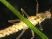 Eggs developing inside stonefly mother